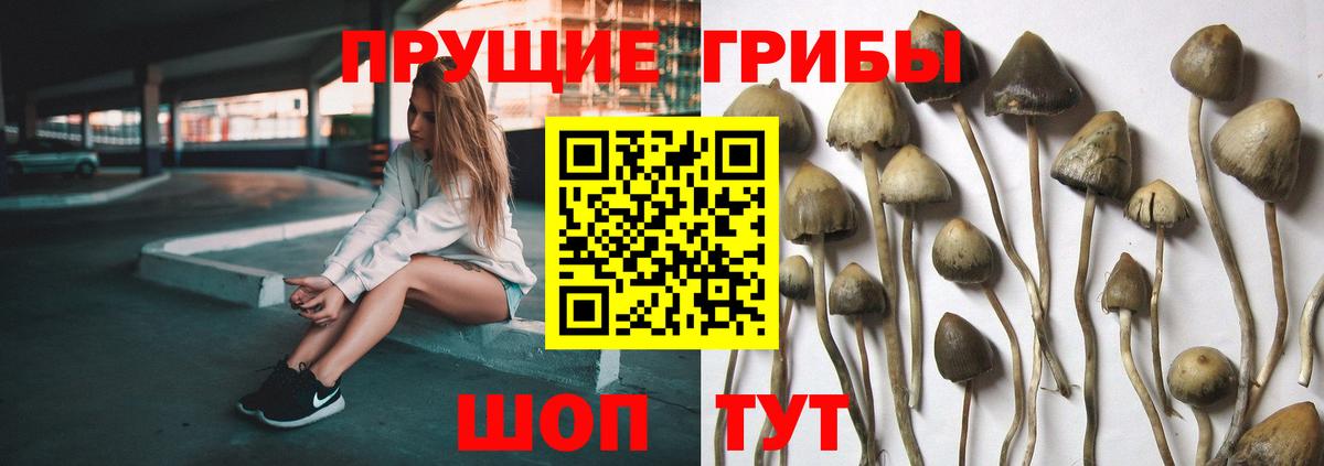Галлюциногенные грибы мицелий Богданович